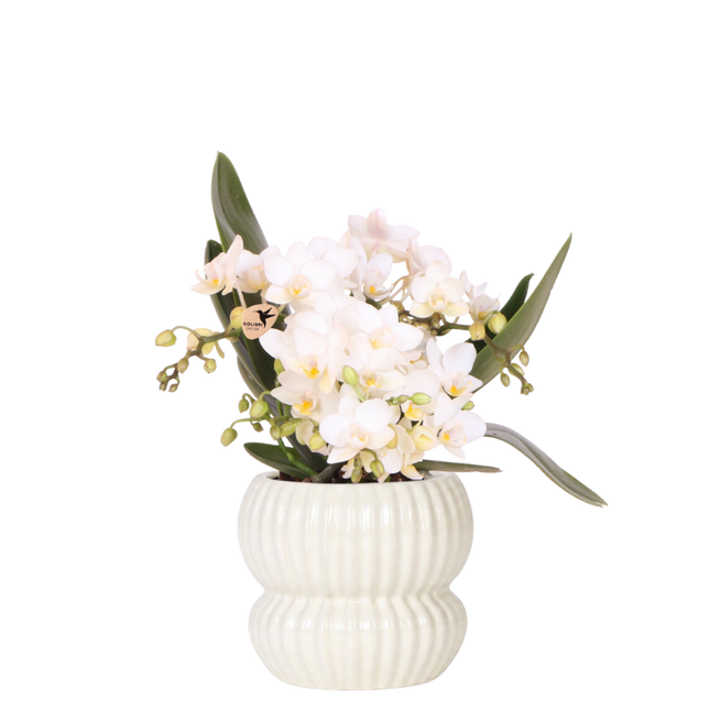 Kolibri Orchids | Witte Nazaré orchidee + Horizon sierpot wit – potmaat Ø9cm