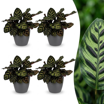 Calathea Makoyana - Pauwenplant - met grijze pot - ↕25cm - Ø12cm - 4x
