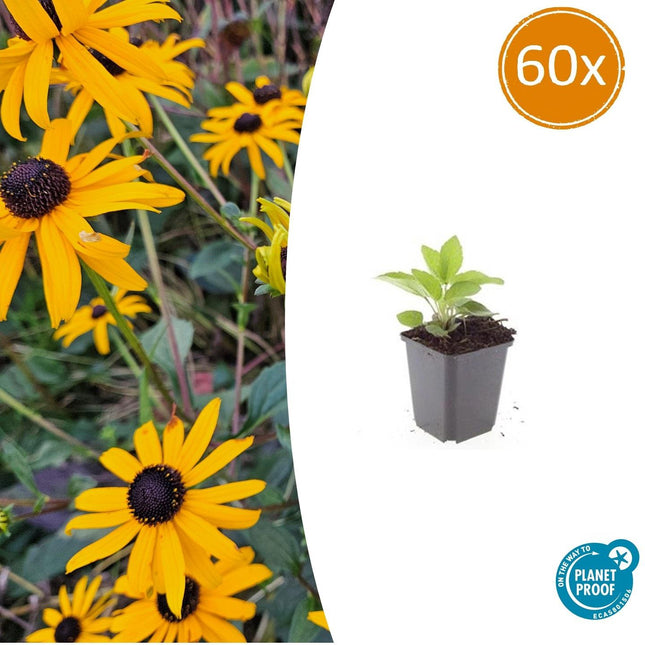 Rudbeckia fulgida 'Goldsturm' - Gul solhat - ↕10-25cm - Ø9cm - 60x