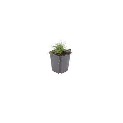 Festuca gautieri - Bjørneskind - ↕10-25cm - Ø9cm - 48x