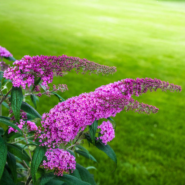 Buddleia davidii 'Pink Delight' - Fleur rose - ↕25cm - Ø17cm - 1x