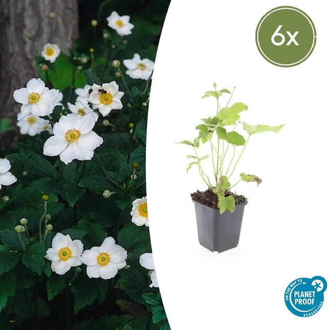 Anemone hybrida 'Honorine Jobert' - Herfstanemoon - ↕10-25cm - Ø9cm - 6x