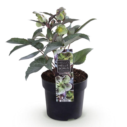 Lenzrose (Helleborus sternii 'Silver Dollar') – Grüne Blüte – 1 Pflanze – Immergrün – Topf: 14 cm, Höhe: 35 cm