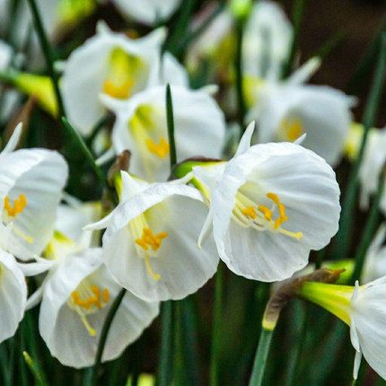 40x Narcissus White Petticoat - Bloembollen - Witte petticoatnarcis - Wit - Voorjaarsbloeier - Bolmaat 6/8