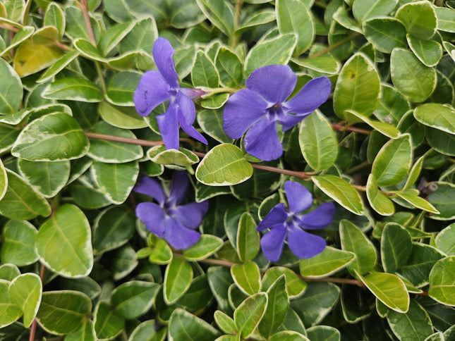 Vinca minor 'Ralph Shugert' - Petite pervenche - ↕10-25cm - Ø9cm - 12x