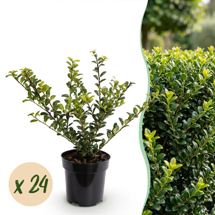 Ilex crenata Golden Gem - Japanse Hulst - 24x Haagplanten - Groenblijvend - Geel - Pot 9cm - Hoogte 20-30cm