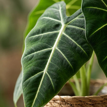 Alocasia Frydek - Elephant Ear - with Basket - ↕60cm - Ø19cm