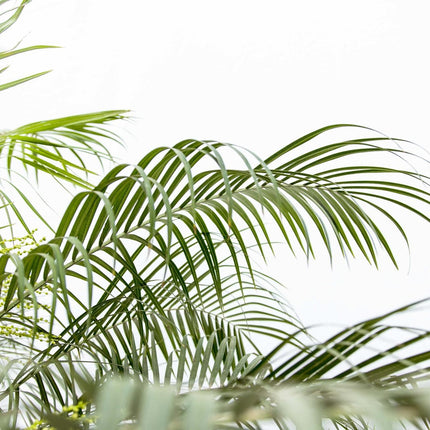 Phoenix Roebelenii su stelo - 200-210 cm