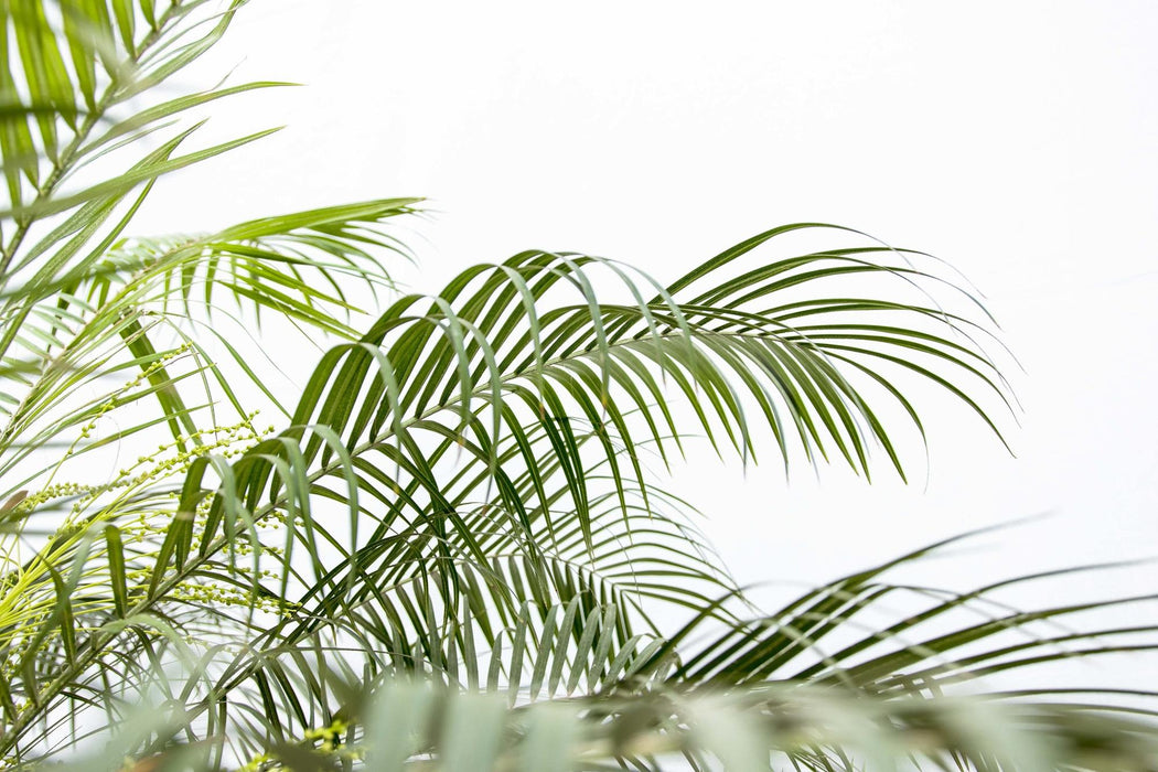 Phoenix Roebelenii op stam - 210cm - 200cm