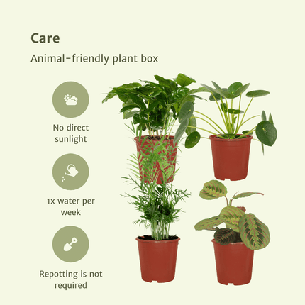 Pet-Friendly Plant Box - ↕20-40cm - Ø12cm - 4x