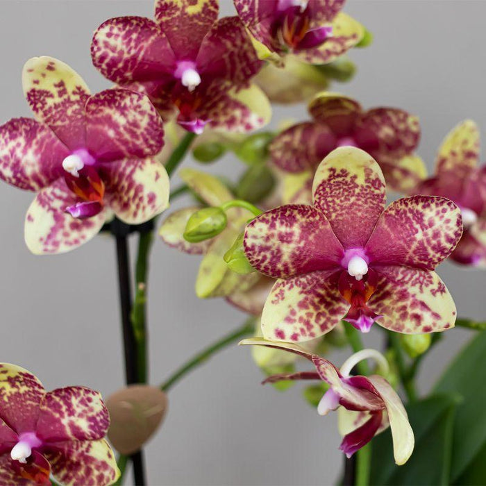 Oranje gele phalaenopsis orchidee potmaat Ø9cm | Grosseto | bloeiende kamerplant