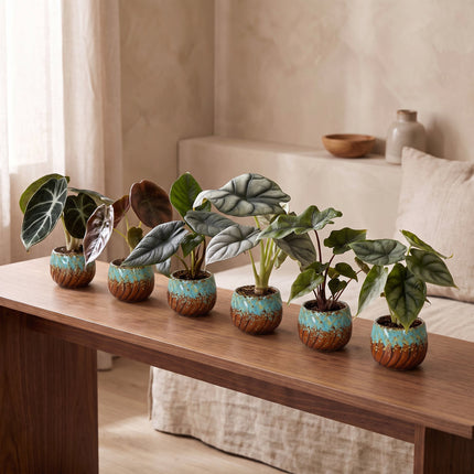 Baby Alocasia Familie 6x - Rood - Groen - Zwart - Zilver - Grijs - Tropisch - incl. Copper Reef - Ø6cm - ↕12cm