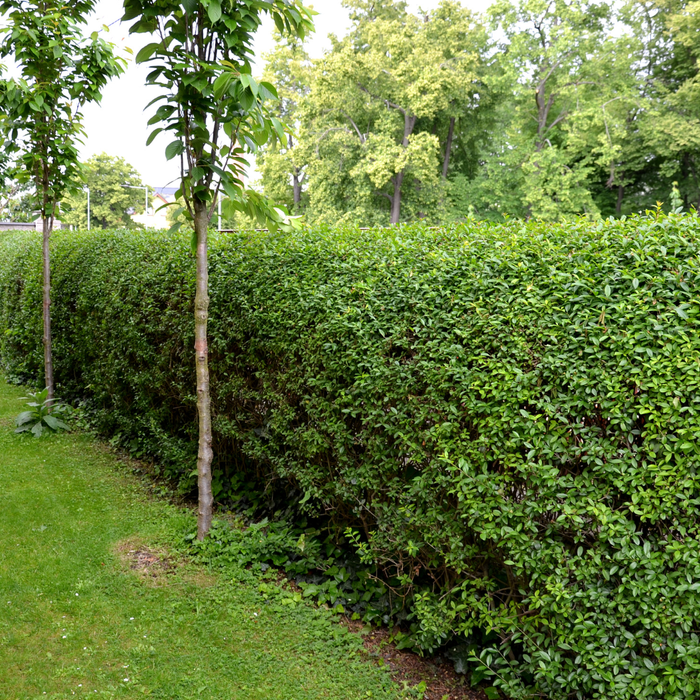 Ligustrum Ovalifolium - Ligusterhaag - Palletdeal - ↕80-100cm - Ø19cm - 50x