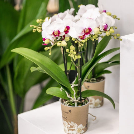 Kolibri Orchids | Combi Deal - 4 Witte Phalaenopsis Orchideeën Mineral Gibraltar - Ø9 cm