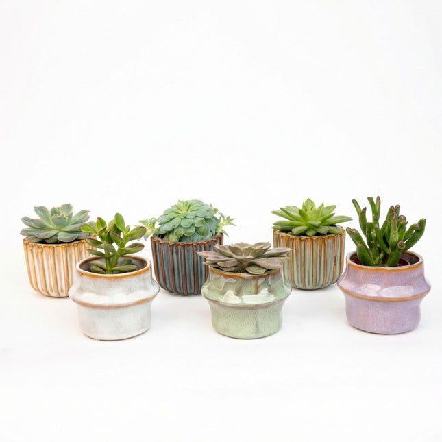Vetplanten Set van 6 in Keramische Mini Potjes Barcelona -  ↕8–12 cm