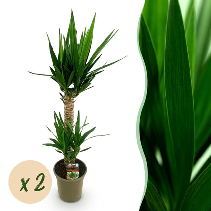 Yucca Elephantipes - ↕120cm - Ø19cm - 2x