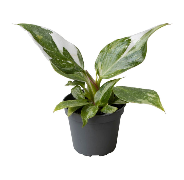 Philodendron Witte Prinses - Groen - Wit - Tropisch - Ø6cm - ↕16cm