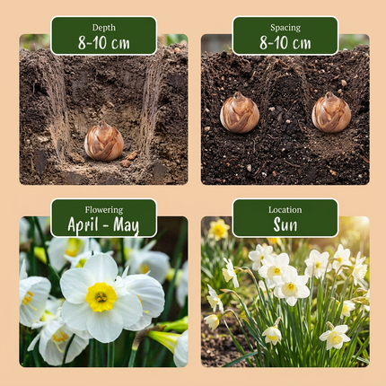 40x Narcissus White Petticoat - Bloembollen - Witte petticoatnarcis - Wit - Voorjaarsbloeier - Bolmaat 6/8