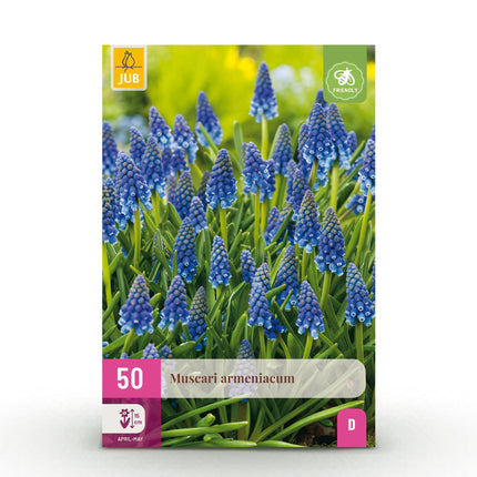Bulbes de fleurs - Muscari Armeniacum - Couleur bleue - 50 bulbes - Calibre 8/9 - Paquet XXL