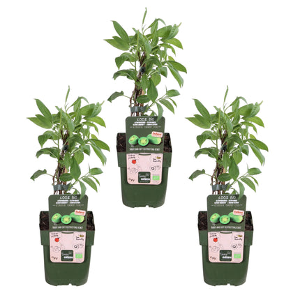 Actinidia arguta 'Issai' - Kiwibes - ↕45cm - Ø13cm - 3x