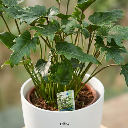 Philodendron Xanadu - Groen - met witte pot - ↕60cm - Ø19cm
