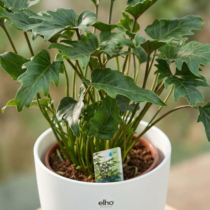 Philodendron Xanadu - Groen - met witte pot - ↕60cm - Ø19cm