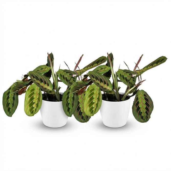 Maranta Fascinator Tricolour - Gebedsplant - met witte plantenpotten - ↕25cm - Ø12cm - 2x