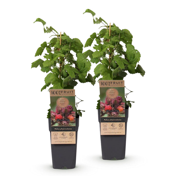 Rubus phoenicolasius - Japanse wijnbes - Fel Rode Framboos - ↕50cm - Ø15cm - 2x