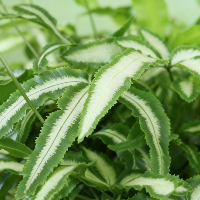 Pteris cretica Albolineata - Lintvaren - met Mand - ↕20cm - Ø12cm - 2x