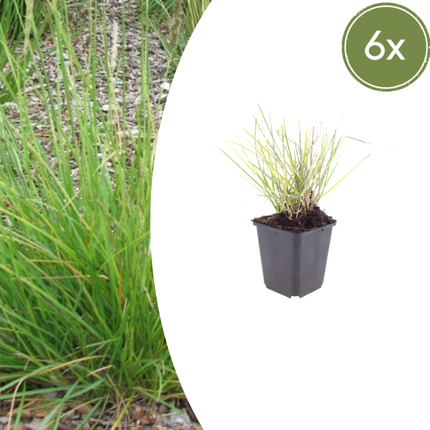 Efterårslyng - Sesleria autumnalis - ↕10-25cm - Ø9cm - 6x