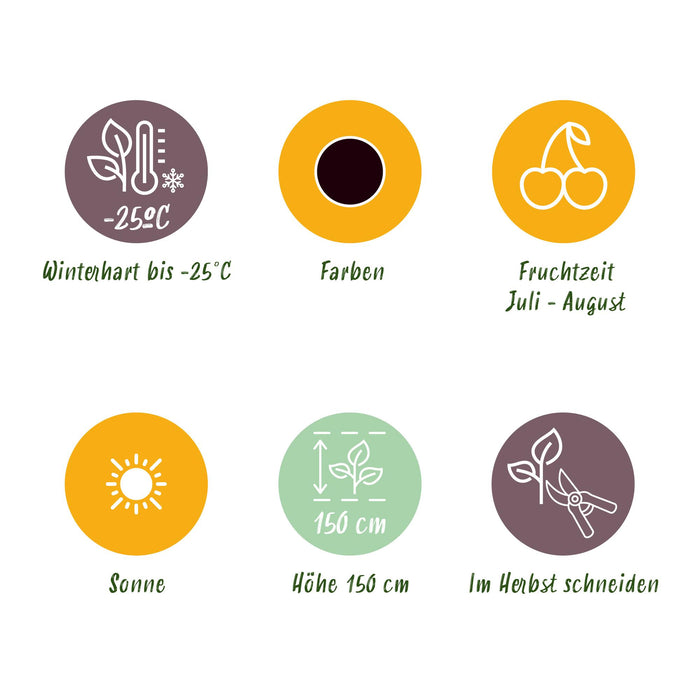 Jostabes - Ribes Jostabes - Winterhard - 3 Planten - Pot 9 cm - Zwarte Bes