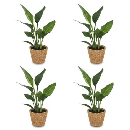 Strelitzia Reginea - Paradijsvogelplant - 4x - met Zeegras Mand - Pot 12cm - Hoogte 35cm