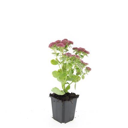 Sedum 'Herbstfreude' - ↕10-25cm - Ø9cm - 24x