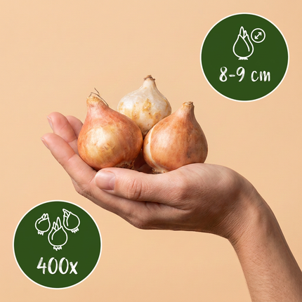 400x Muscari Armeniacum - Cebule kwiatowe - Szafirek armeński - Niebieski - Cebula naturalizująca - Rozmiar cebuli 8/9