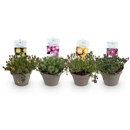 Couvre-sol rustique - Delosperma Jewel of Dessert - Lot de 4 - Coloris : rouge, orange, violet, rose - Entretien facile - Pot de 14 cm - Hauteur : 17 cm