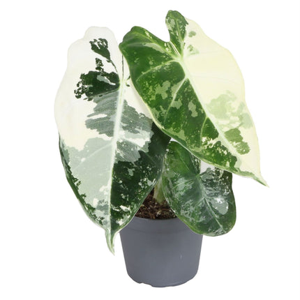 Alocasia Frydek Variegata -  Groen - Variegata - Tropisch - Ø6cm - ↕12cm