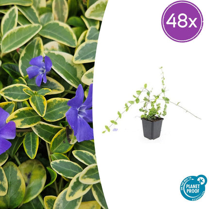 Vinca minor 'Blu e Oro' - Pervinca - ↕10-25cm - Ø9cm - 48x
