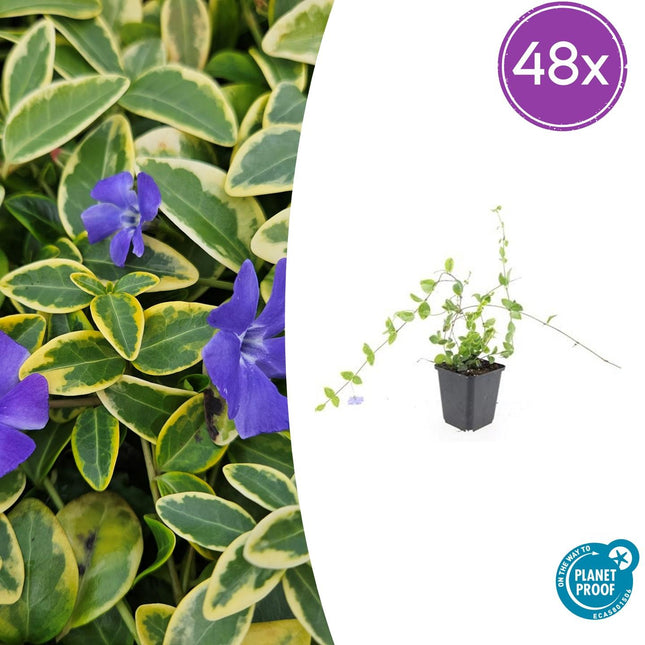 Vinca minor 'Blue and Gold' - Petite pervenche - ↕10-25cm - Ø9cm - 48x