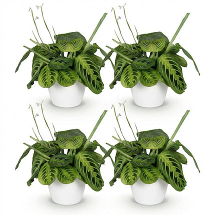 Maranta Fascinator Lemon Lime - Gebedsplant - met witte plantenpotten - ↕25cm - Ø12cm - 4x