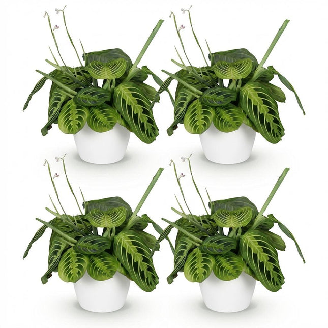 Maranta Fascinator Lemon Lime - Gebedsplant - met witte plantenpotten - ↕25cm - Ø12cm - 4x