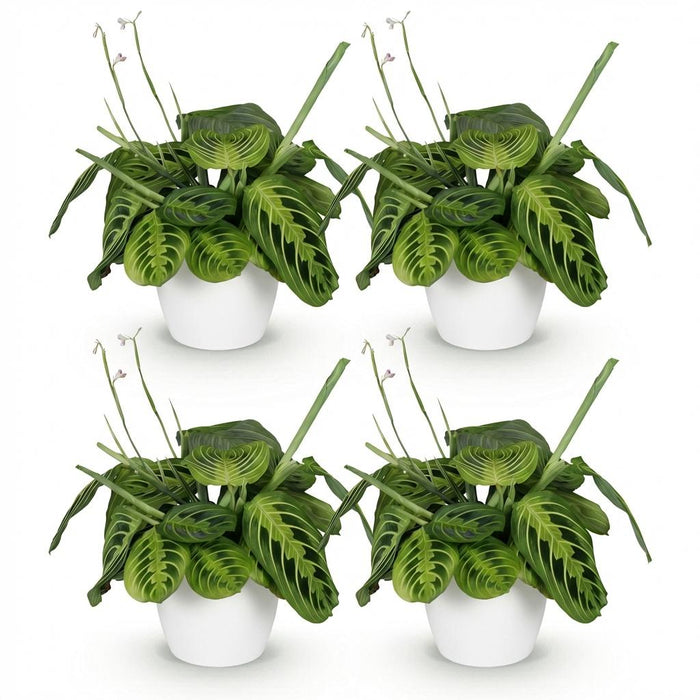 Maranta Fascinator Lemon Lime - Gebedsplant - met witte plantenpotten - ↕25cm - Ø12cm - 4x