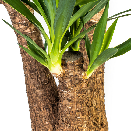 Verzweigte Yucca elephantipes mit Korb - ↕80-100cm - Ø24cm