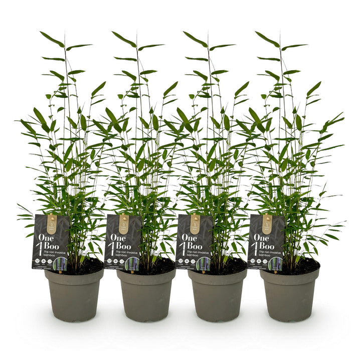 Bamboe - Fargesia Black Dragon - Groen - 4 Planten - Bladhoudend - Niet Woekerend- Pot 14cm Hoogte 35cm