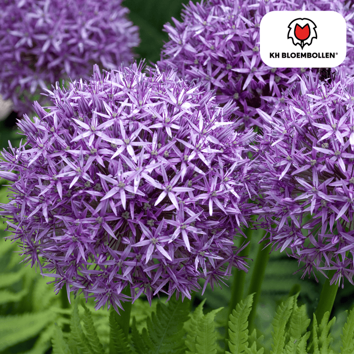 Allium Globemaster - Bloembollen - 5x