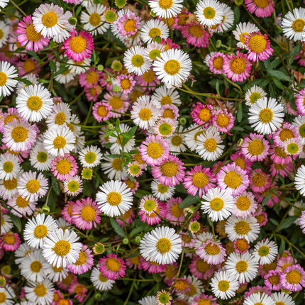 Erigeron karvinskianus - Wallfinch - ↕10-25cm - Ø9cm - 24x