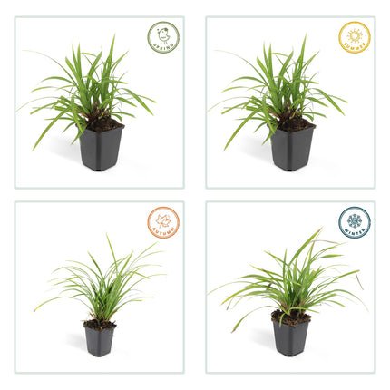 Carex morrowii 'Irish Green' - Zegge - ↕10-25cm - Ø9cm - 48x