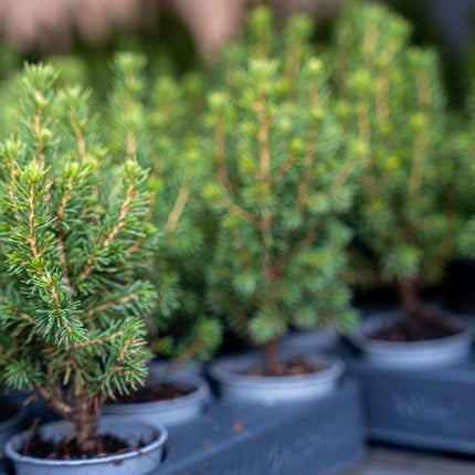 Mini Christmas tree - Picea Glauca Perfecta - ↕15-20cm - Ø6cm - 12x