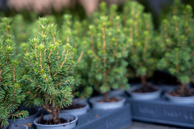 Mini-kerstboom - Picea Glauca Perfecta - ↕15-20cm - Ø6cm - 12x