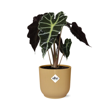 Alocasia 'Polly' in gelbem elho Vibes Fold - ↕20-30cm - Ø14cm
