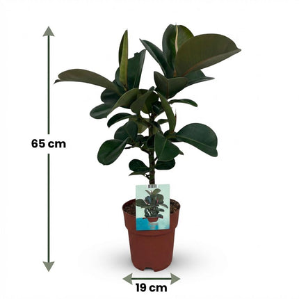Ficus Elastica Cloe - Roślina gumowa - ↕65cm - Ø19cm